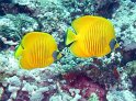 DSC09040 - 050329 - Habili Gaffar - Poissons citron